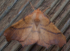 Maple Thorn